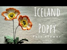 two orange and white flowers sitting on top of a cement wall with the words iceland poppy