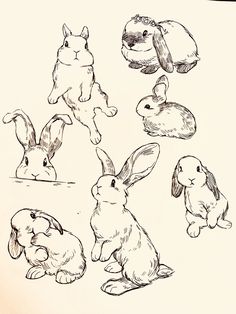 some rabbits are sitting and standing in different positions