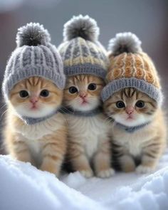 three small kittens wearing knitted hats in the snow