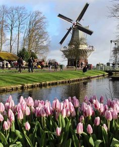 pink tulips in front of a windmill on the water with people walking by