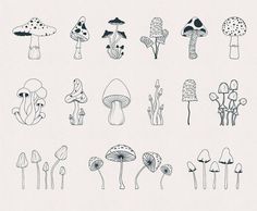 a bunch of different types of mushrooms on a white background