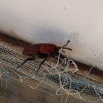 a bug crawling on the side of a building next to blue wires and wire mesh