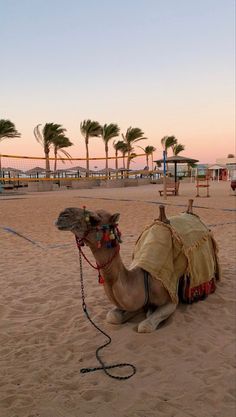 a camel is sitting on the sand near palm trees