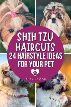 Shih Tzu Haircuts: 24 Hairstyle Ideas For Your Pet Teddy Bear Dogs Haircuts, Haircut For Shih Tzu Dog Grooming, Shih Tzu Poodle Haircuts, Shih Tzu Long Haircuts, Shih Tzu Lion Haircut, How To Cut My Shitzu Hair, Puppy Shih Tzu Haircut, Long Haired Shih Tzu, Haircuts For Shih Tzu