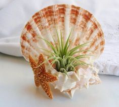 an air plant in a seashell on a white surface