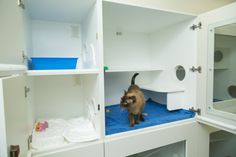 a cat is standing in the corner of a white cabinet with blue rugs on it