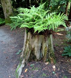 a tree stump with ferns growing out of it