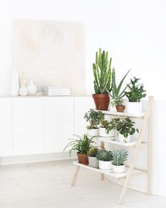 there are many potted plants on the shelf