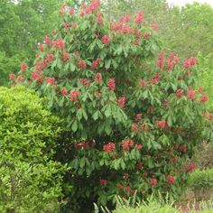 a tree with red flowers in the middle of some bushes and trees behind it,