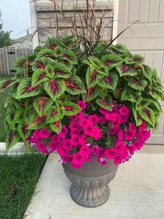 a large potted plant with purple flowers in front of a garage door on the sidewalk