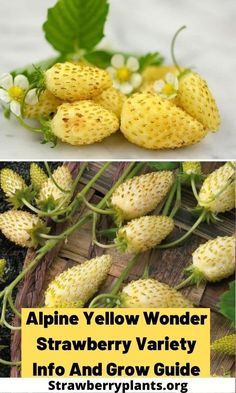 some yellow strawberries are sitting on the ground and in front of green leaves with white flowers