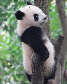 a black and white panda bear climbing up a tree