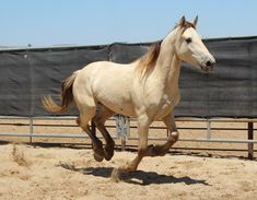 a white horse running in an enclosed area