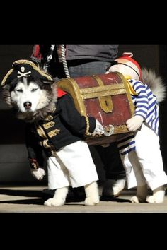 a dog dressed up as a pirate carrying a chest with a man on it's back