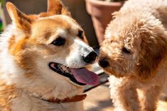 two dogs are standing next to each other