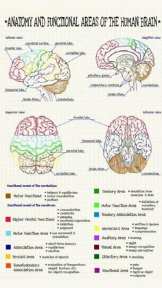 the human brain and its functions