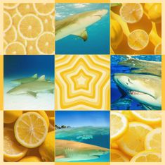 there are many different pictures with sharks and lemons on them in this photo collage