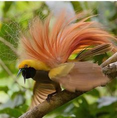 a bird with orange feathers is sitting on a branch