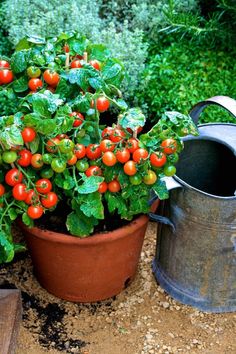 a potted plant filled with lots of red and green berries next to a watering can