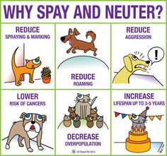 Call 217-789-7729 to schedule your pet's low cost spay or netuer surgery. Dog Clinic, Malamute Puppies, Spay And Neuter, Dog Teeth Cleaning, Dog Odor, Veterinary Technician, Dog Information, Animal Health, All About Dogs