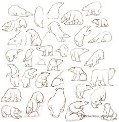 an image of polar bears in various poses and positions on white paper with black ink