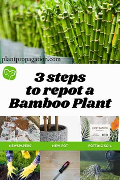 3 steps to repot a Bamboo Plant Lucky Bamboo, Bamboo Plants, Potting Soil, Easy Step, Step By Step Instructions, Soil, Art