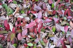 small red and green leaves on the ground