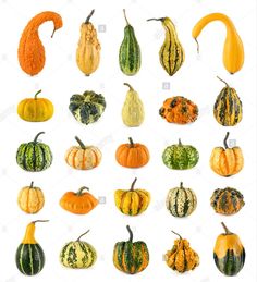 pumpkins and gourds on white background with clipping for the bottom right corner