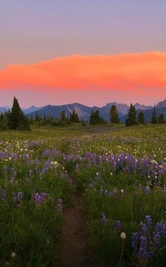 a field with purple flowers and mountains in the background