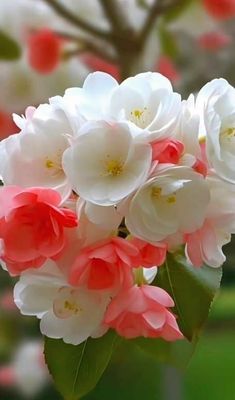 pink and white flowers are blooming on a tree branch with green leaves in the foreground