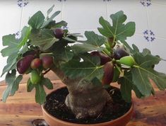 a potted plant with green leaves and brown fruit on the top is sitting on a wooden table