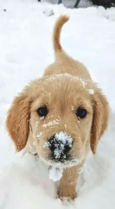 a puppy is standing in the snow with his nose covered by snow flakes and looking at the camera