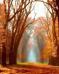 the sun shines through the trees in an autumn forest