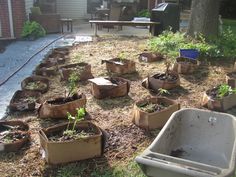 an outdoor garden area with various plants in the ground and several raised beds on each side