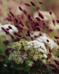 some white and red flowers in the grass