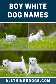 two white puppies are playing in the grass with their tails spread out, and one is