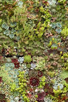 many different types of succulents are growing on the side of a wall