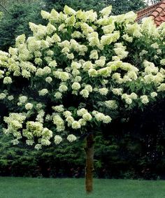 a tree with white flowers in front of a house