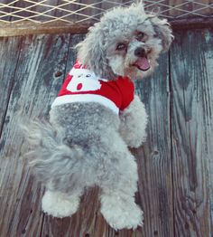 a small dog wearing a red and white shirt on top of a wooden floor next to a net