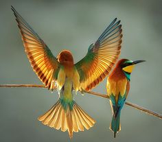 two colorful birds sitting on top of a tree branch next to each other with their wings spread