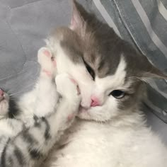 a kitten is playing with its paw on the couch