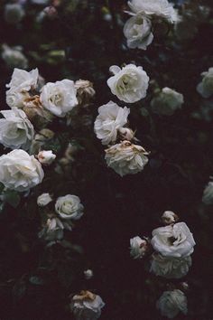 white roses are blooming in the dark, with no leaves on them or any other flowers