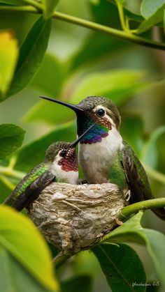 two hummingbirds sitting on top of a nest in a tree with their beaks open