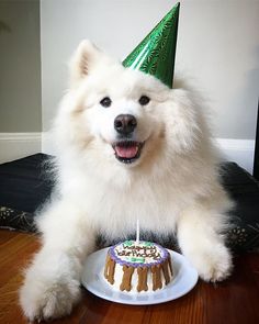 a fluffy white dog sitting next to a birthday cake