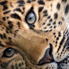 a cheetah's eye is seen in this close up photo