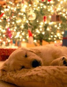 a dog is sleeping in front of a christmas tree