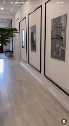 three black and white pictures hanging on the wall next to a potted palm tree