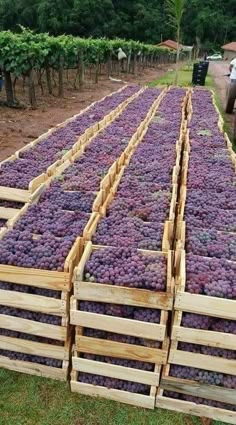 several wooden crates filled with purple grapes