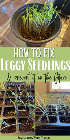 how to fix leggy seedlings and prevent them from getting eaten by the planter