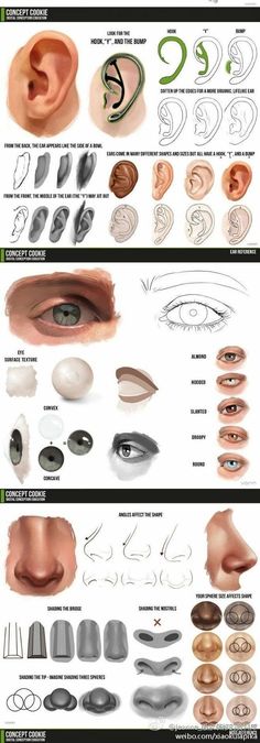 the different types of ear shapes and their meanings